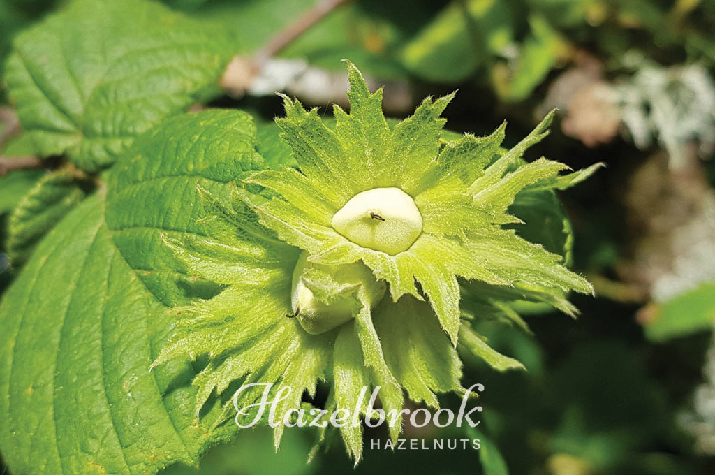 hazelbrook hazelnuts from wakefield tasman new zealand