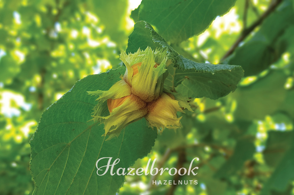 straight from our hazelnut orchard to you