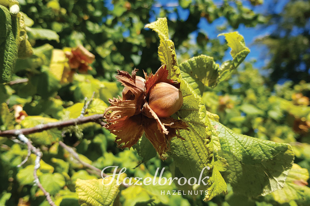 Taste the difference of fresh NZ-grown hazelnuts