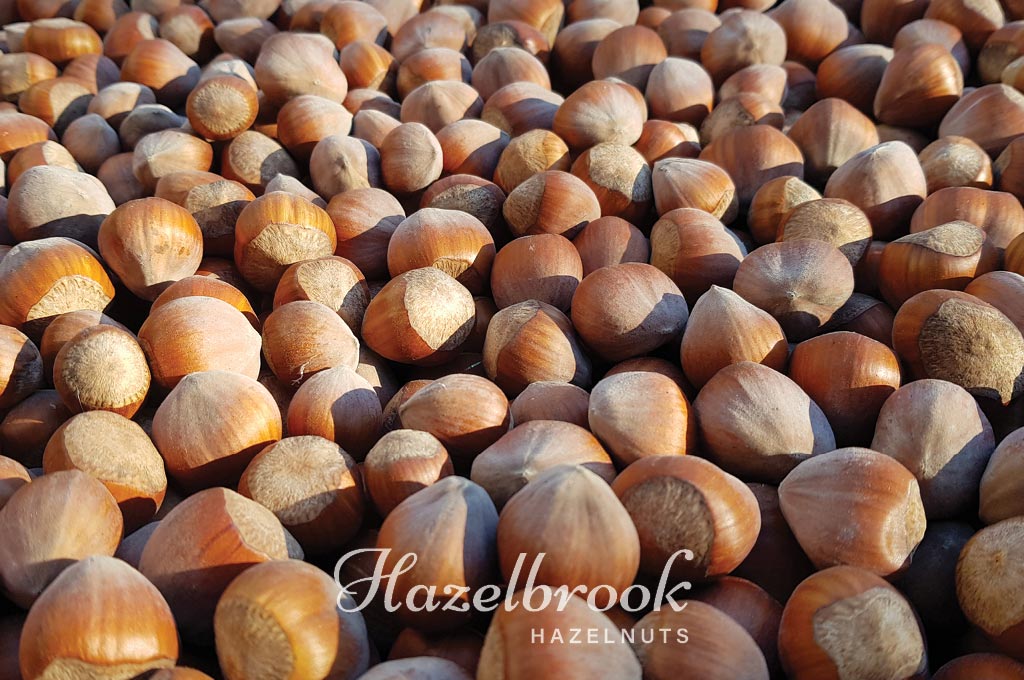 Fresh, hand-harvested New Zealand hazelnuts straight from our orchard to you
