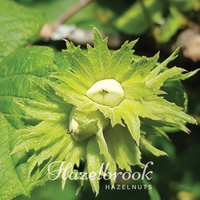 Hazelbrook Hazelnuts – sharing nature’s bounty from our family to yours