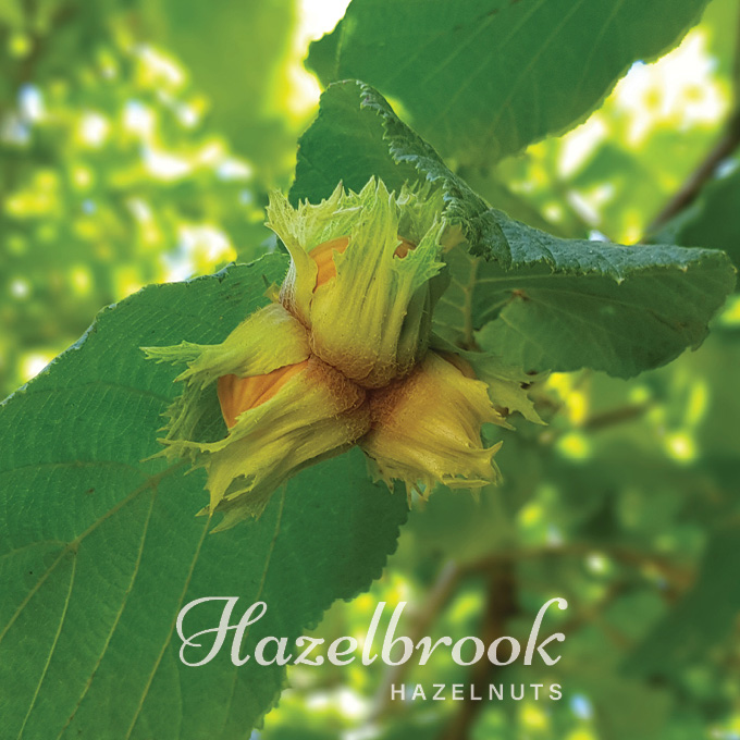 welcome to Hazelbrook Hazelnuts a small family-run artisan orchard in Wakefield