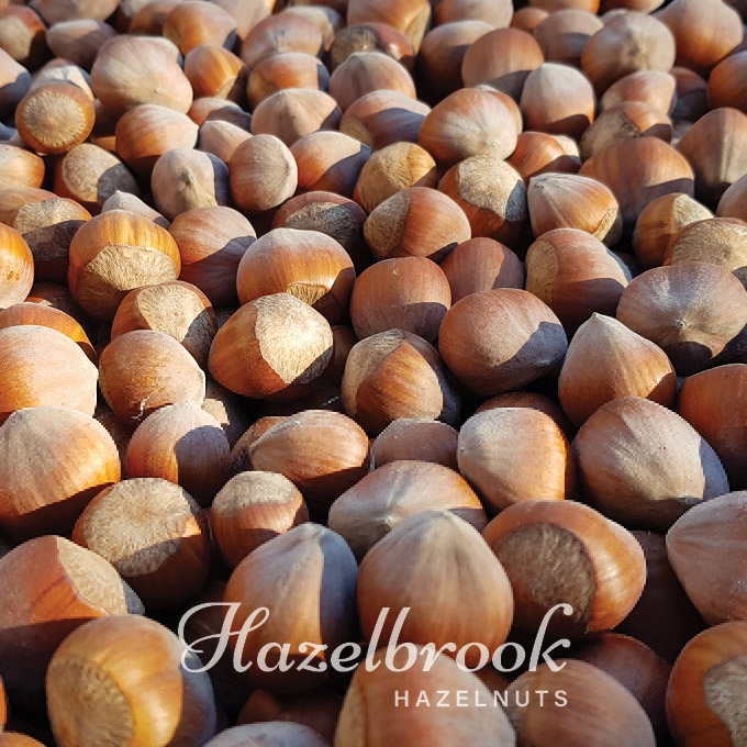 Discover the bounty of our small family hazelnut orchard