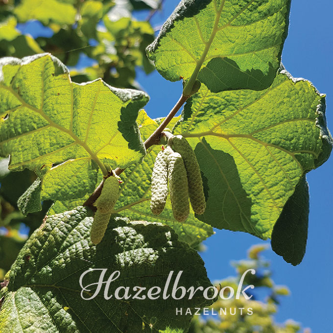 Hazelbrook hazelnuts Nestled on the ancient banks of the Wai-iti River